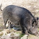 Myslivecké sdružení Obora Nový Dvůr, o. s. - působiště Borovany – logo společnosti