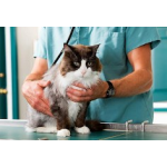 MVDr. Jan Vojta - všeobecná veterinární činnost – logo společnosti